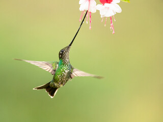 Sword-billed hummingbird (Ensifera ensifera), also known as the swordbill, is a neotropical species of hummingbird from the Andean regions of South America.
