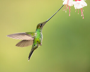 Sword-billed hummingbird (Ensifera ensifera), also known as the swordbill, is a neotropical species of hummingbird from the Andean regions of South America.