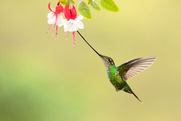 Sword-billed hummingbird (Ensifera ensifera), also known as the swordbill, is a neotropical species of hummingbird from the Andean regions of South America.