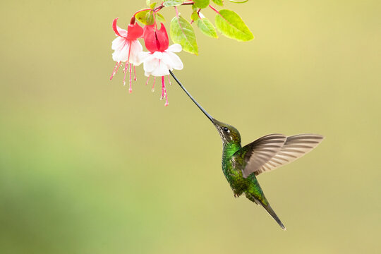 Sword-billed hummingbird (Ensifera ensifera), also known as the swordbill, is a neotropical species of hummingbird from the Andean regions of South America.