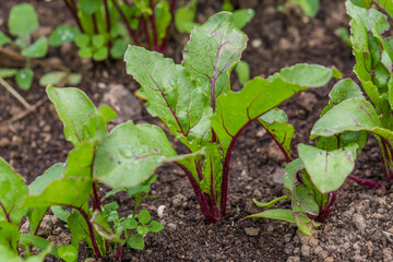 Young, sprouted beet growing in open ground flat bed into the garden. Growing vegetables at home.
