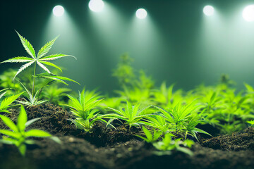 cannabis plant cultivation on a farm, close-up