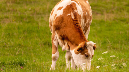 Cows at the mountain natural meadow during summer sunny day..