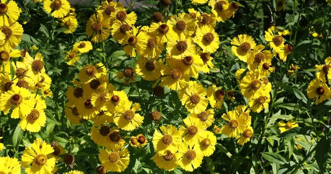 Massif d'h&eacute;l&eacute;nie automnale (Helenium (x) autumnale) &agrave; floraison ligul&eacute;e jaune canari, coeur globuleux brun&acirc;tre en panicules se balan&ccedil;ant dans le vent