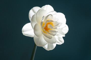 Delicate ivory narcissus flower isolated on dark background.