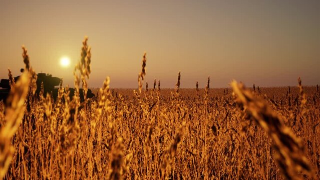 2 tanks drive through a wheat field at sunset. Silhouettes of military armored vehicles