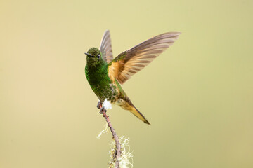 Fototapeta premium Buff-tailed coronet (Boissonneaua flavescens) is a species of hummingbird in the 