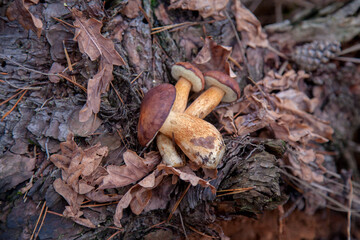 Pile of wild edible bay bolete known as imleria badia or boletus badius mushroom on old hemp in pine tree forest..