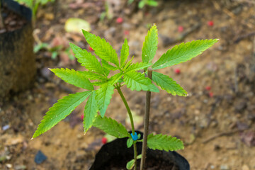 Baby Marijuana in the pot, cannabis plants.