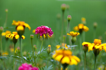 Obraz premium flowers in the garden