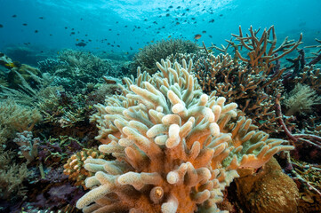 Naklejka na ściany i meble Reef scenic with soft coral, Sinularia flexibilis, Raja Ampat Indonesia.
