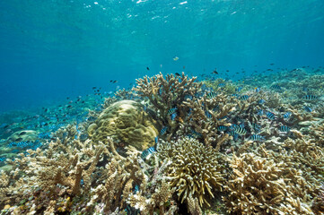 Fototapeta na wymiar Reef scenic with sergeant major damsels, Abudefduf vaigensis, Raja Ampat Indonesia.