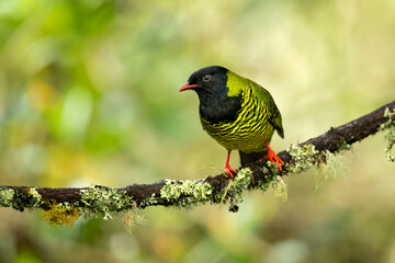 barred fruiteater (Pipreola arcuata) is a species of bird in the family Cotingidae, found in Bolivia, Colombia, Ecuador, Peru, and Venezuela. Its natural habitat is subtropical or tropical moist monta - obrazy, fototapety, plakaty