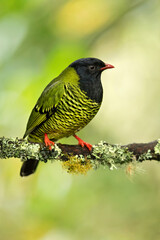 barred fruiteater (Pipreola arcuata) is a species of bird in the family Cotingidae, found in Bolivia, Colombia, Ecuador, Peru, and Venezuela. Its natural habitat is subtropical or tropical moist monta