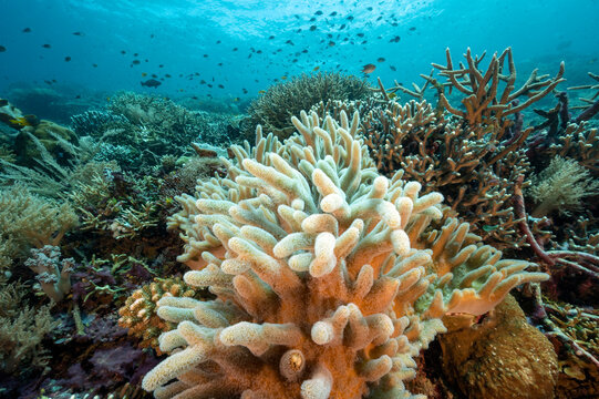 Reef scenic with soft coral, Sinularia flexibilis, Raja Ampat Indonesia.