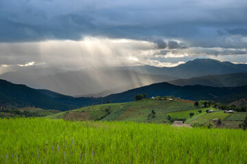 View of lush green paddy field is a flooded parcel of land for growing rice during the rice growing season.
