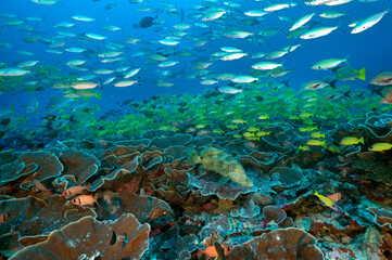 Fototapeta na wymiar Reef scenic with Barramundi, Cromileptes altivelis, Raja Ampat Indonesia.