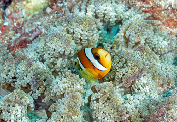 Fototapeta na wymiar Clark anemone fish in a beaded sea anemone Raja Ampat Indonesia