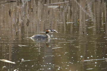 Great Crested Grebe, Podiceps cristatus, swimming on the pound  with fish.