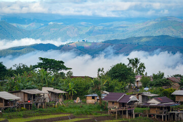 View of lush green paddy field is a flooded parcel of land for growing rice during the rice growing season.