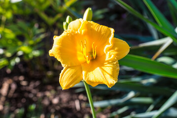 A yellow daylily flower. The daylily is a flowering plant in the genus Hemerocallis. Hemerocallis is native to Asia, primarily eastern Asia, including China, Korea, and Japan. - 530515305