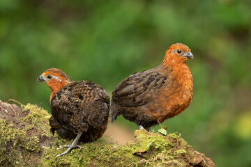 Chestnut wood quail (Odontophorus hyperythrus) is a bird species in the family Odontophoridae, the New World quail. It is found only in Colombia