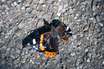 Red admiral butterfly sitting on the pavement and trying to fly with a damaged wing, Vanessa...