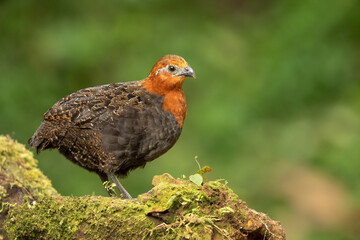 Chestnut wood quail (Odontophorus hyperythrus) is a bird species in the family Odontophoridae, the New World quail. It is found only in Colombia