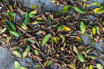 autumn leaves background. Fallen leaves in autumn on the asphalt. Texture. Background of autumn leaves.