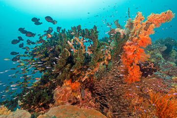Naklejka na ściany i meble Colorful reef scenic with glassfishes and chromises, Raja Ampat Indonessia.