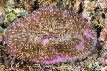 Lobed plate coral, Lobactis scutaria, Raja Ampat Indonesia.