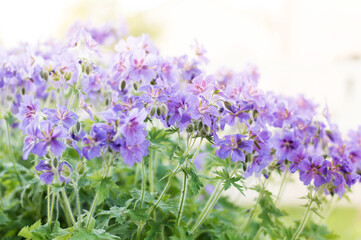 Lilac geranium on a bed on a blurred light background
