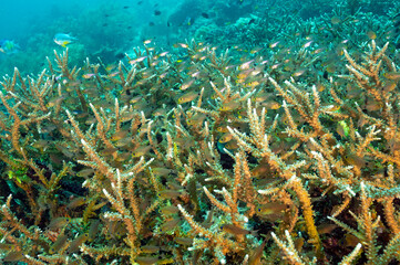 Naklejka na ściany i meble Reef scenic with cardinal fishes Raja Ampat Indonesia.
