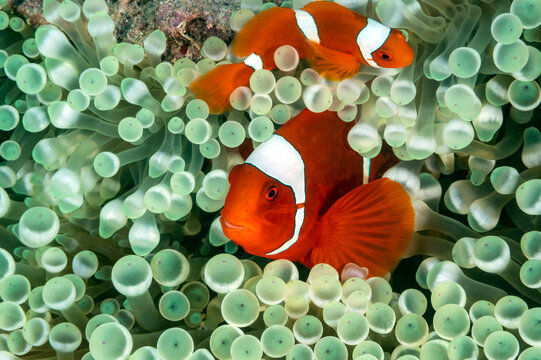 Spinecheek anemonefish, Premnas biaculeatus, in a bulb tentacle anemone, Entacmaea quadricolor, Raja Ampat Indonesia
