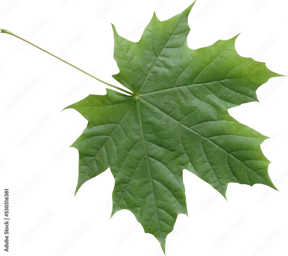 Wall mural isolated green maple leaf