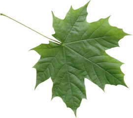 Isolated green maple leaf - obrazy, fototapety, plakaty