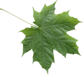 Isolated green maple leaf