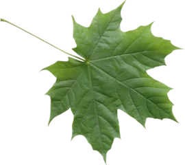 Foto op Plexiglas Isolated green maple leaf © Andrzej Tokarski
