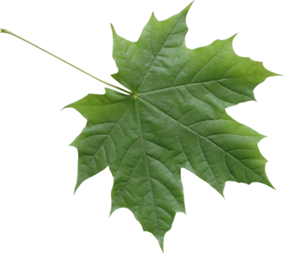 Isolated green maple leaf