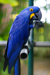 Close-up photo of parrot with blurred background