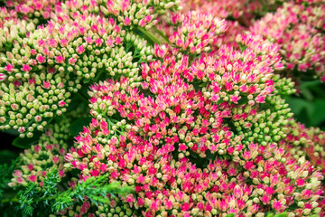 Fototapeta premium Stonecrop ordinary flowers grow in a flower garden