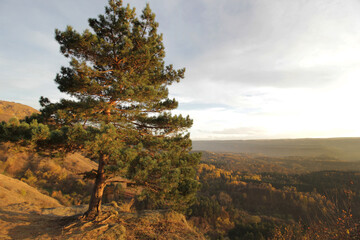Naklejka premium beautiful picture of pine trees in sunlight. colorful fall in mountains. Autumn landscape background.