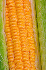 Ripe golden corn on the cob in drops of clear water, macro photography