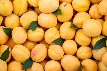 background of ripe apricots, close-up