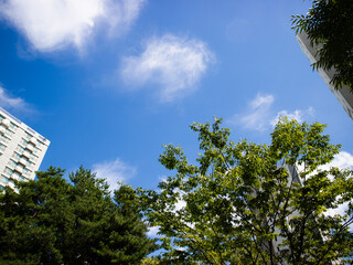 푸른 하늘과 나무