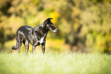 cute black mixed dog in fall