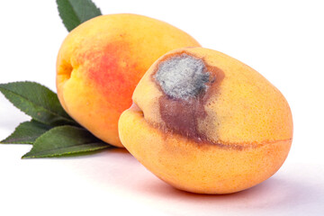 An apricot spoiled by mold, on a background of ripe sweet apricot, macro photography, on a white background - obrazy, fototapety, plakaty