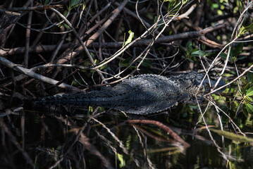 Alligator at Everglades National Park