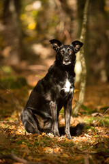 cute black mixed dog in fall