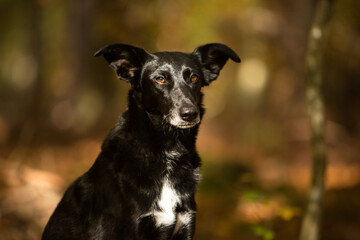 cute black mixed dog in fall